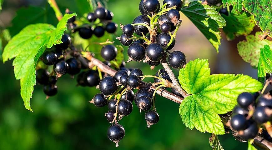 Омоложение смородины. Как вернуть кустарнику продуктивность и продлить его жизнь