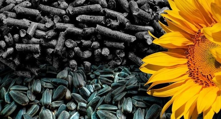Не выбрасывайте шелуху от семечек – 7 способов использовать ее на даче