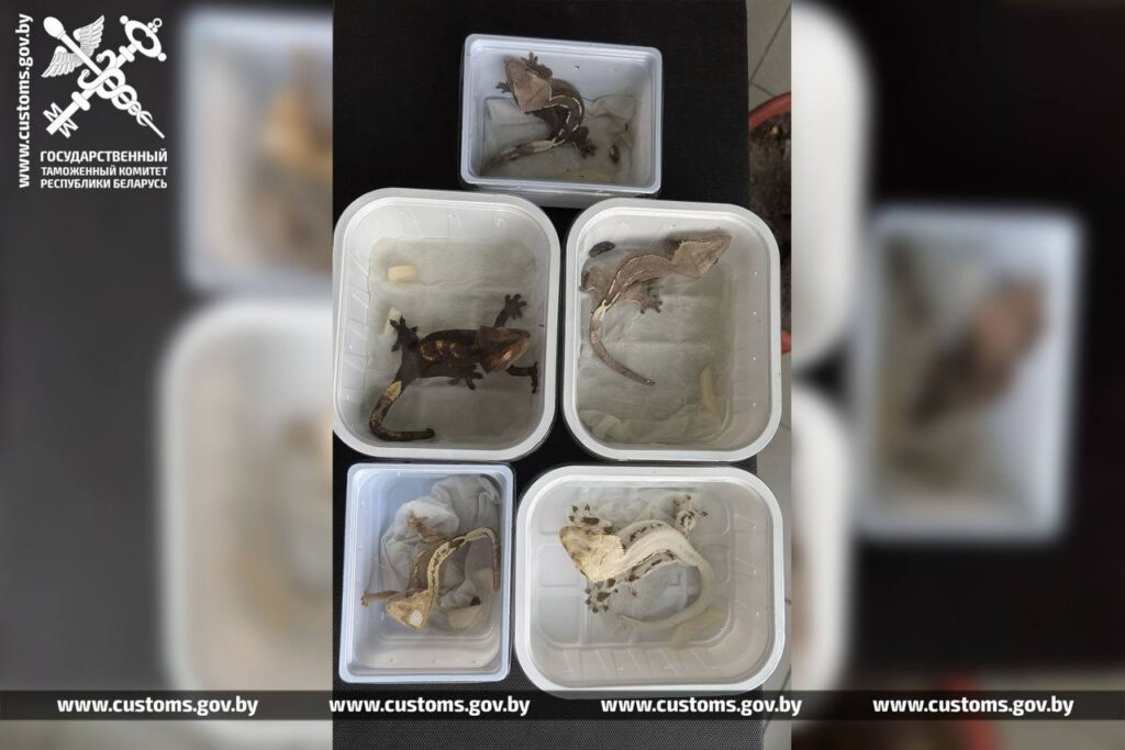 Пять ящериц в пенопластовой коробке – таможенники задержали экзотический багаж из Польши