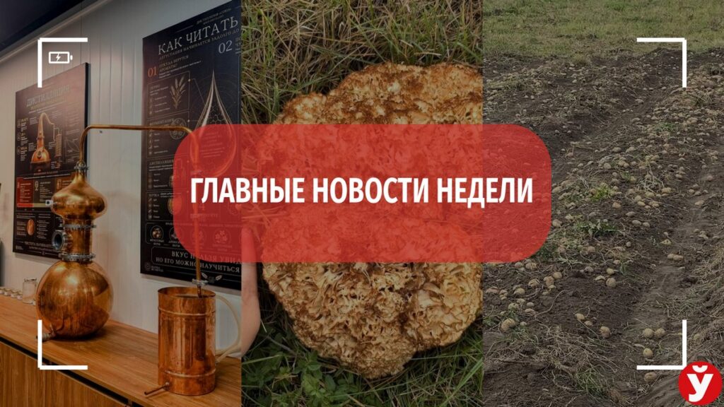 Бесплатная картошка, виски по-шотландски и редкий гриб – топ-5 новостей Минщины