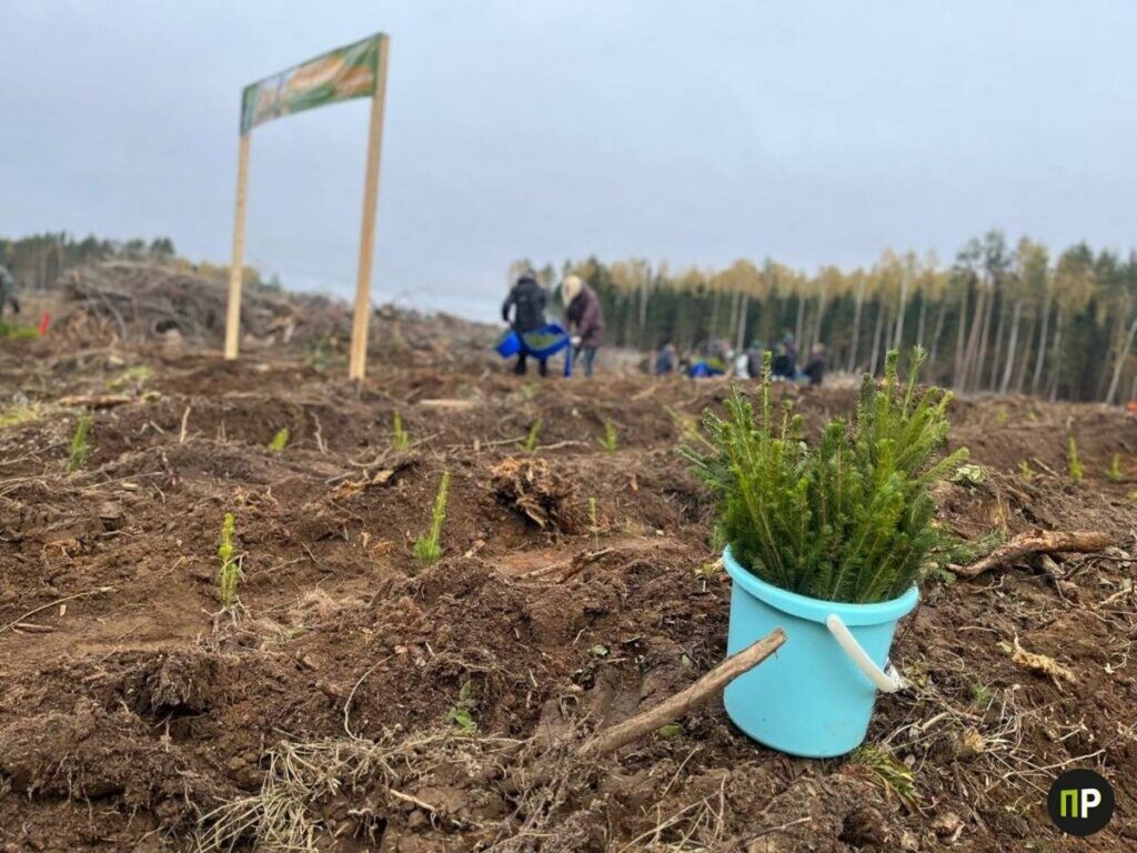 Под Минском на месте бурелома заложили новый лес