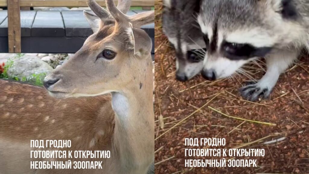 Под Гродно откроют необычный зоопарк – кого поселят рядом с туристическим комплексом