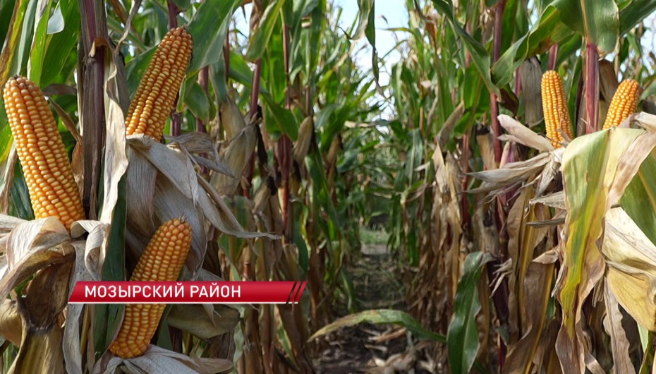 В Беларуси представили новый гибрид кукурузы