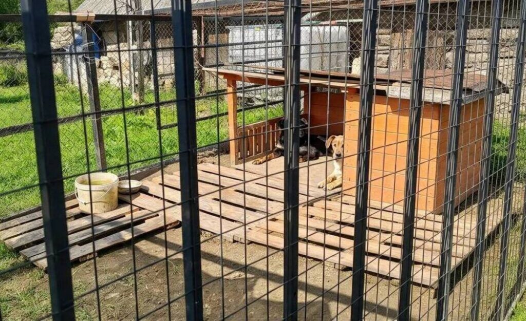 Собаки лают, соседи ссорятся – почему в Алесино не утихает спор вокруг вольера