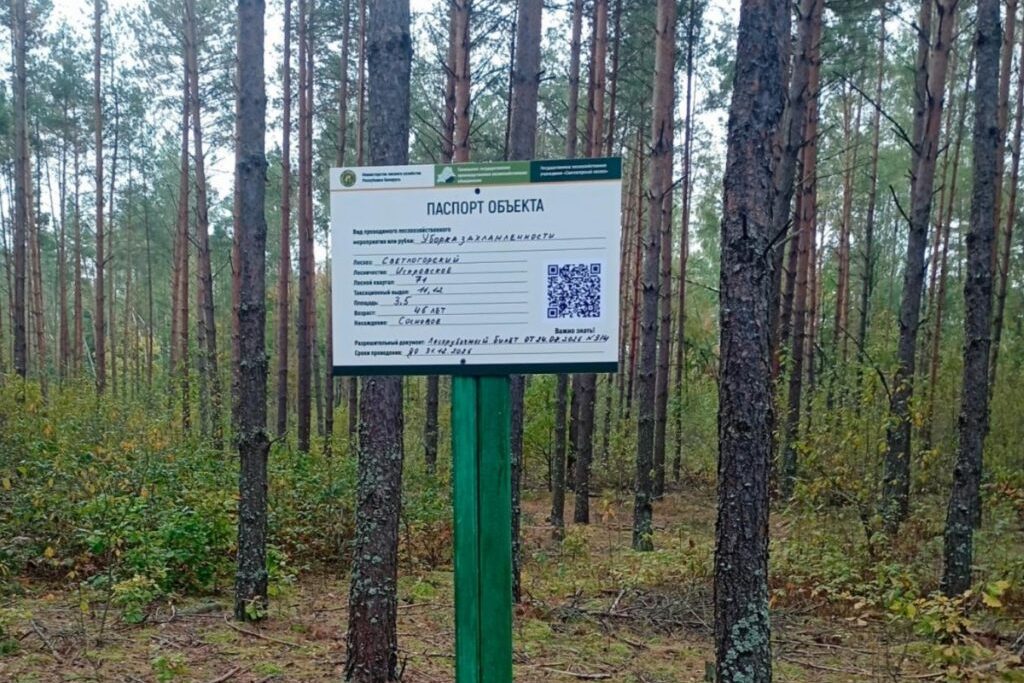 В лесах Беларуси появились «умные» таблички: QR-коды расскажут о рубках и помогут заблудившимся