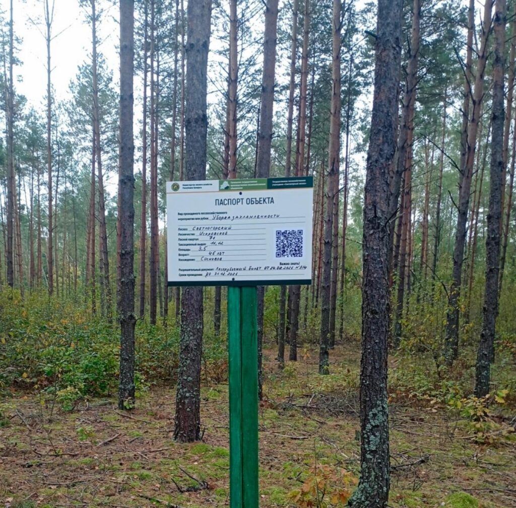В лесах Беларуси появились «умные» таблички: QR-коды расскажут о рубках и помогут заблудившимся